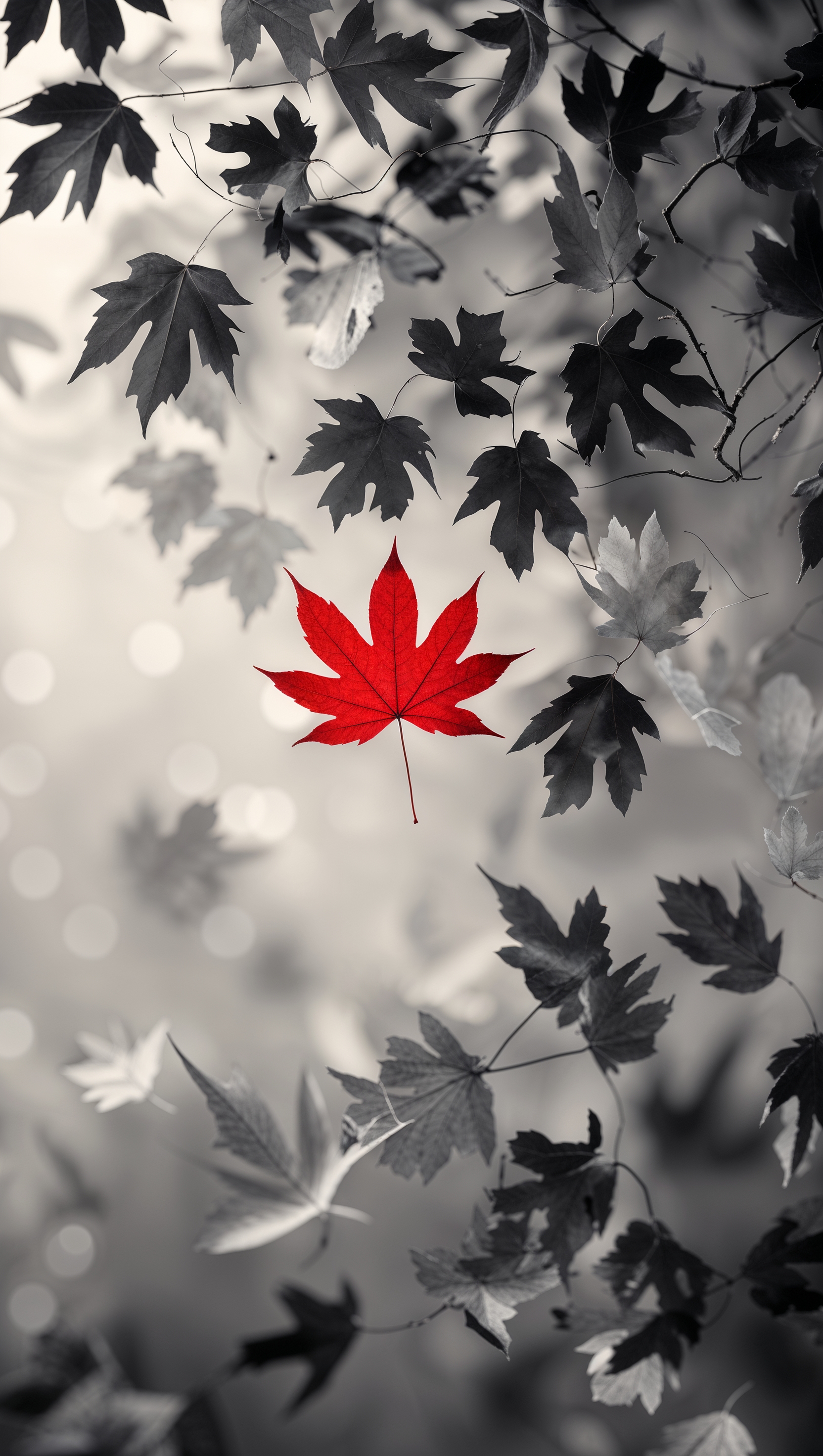 Black and white fall leaves with just one colored red leaf for contrast