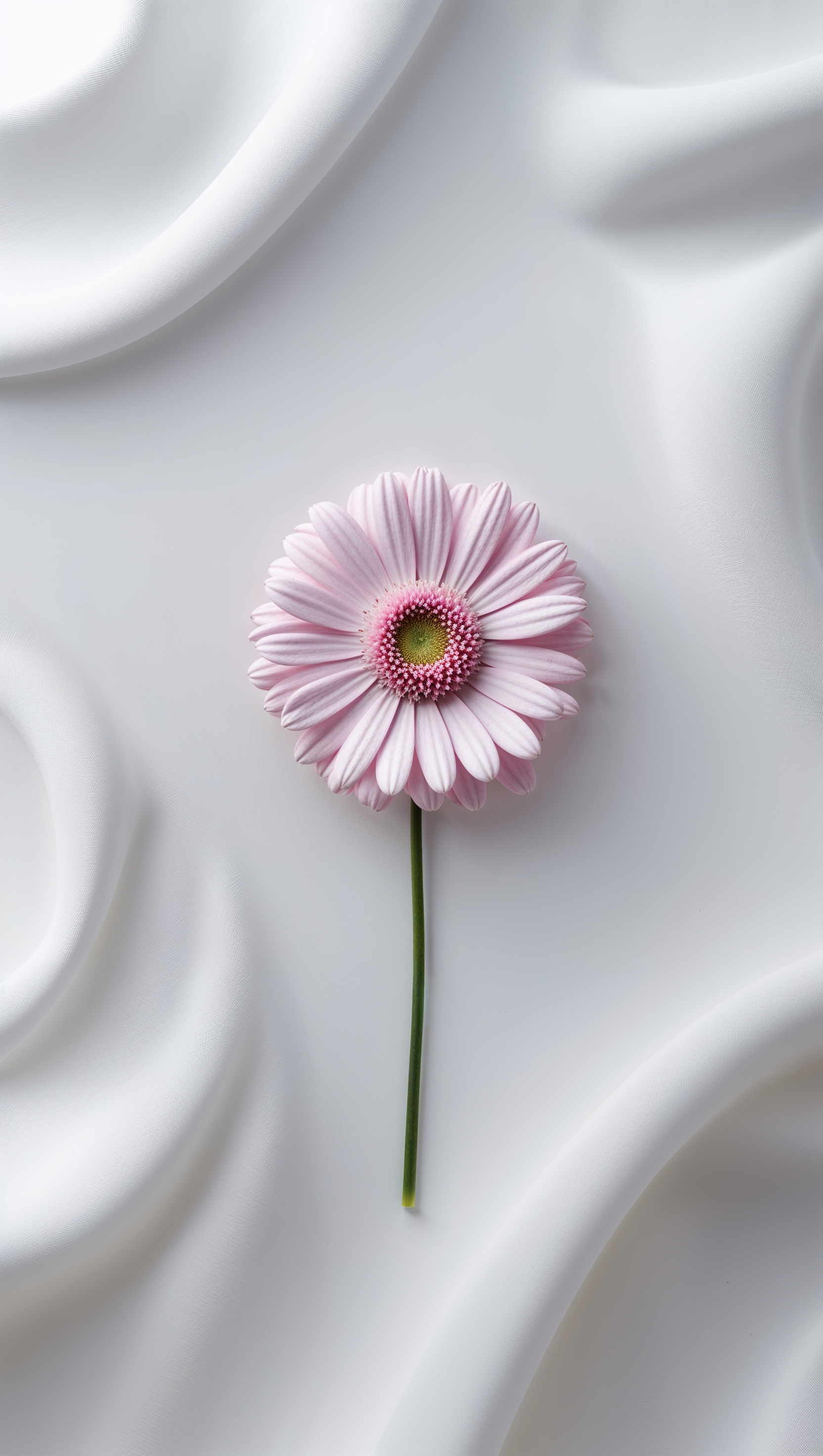 Minimalist iPhone wallpaper featuring one central pink daisy on a white background with soft shadows