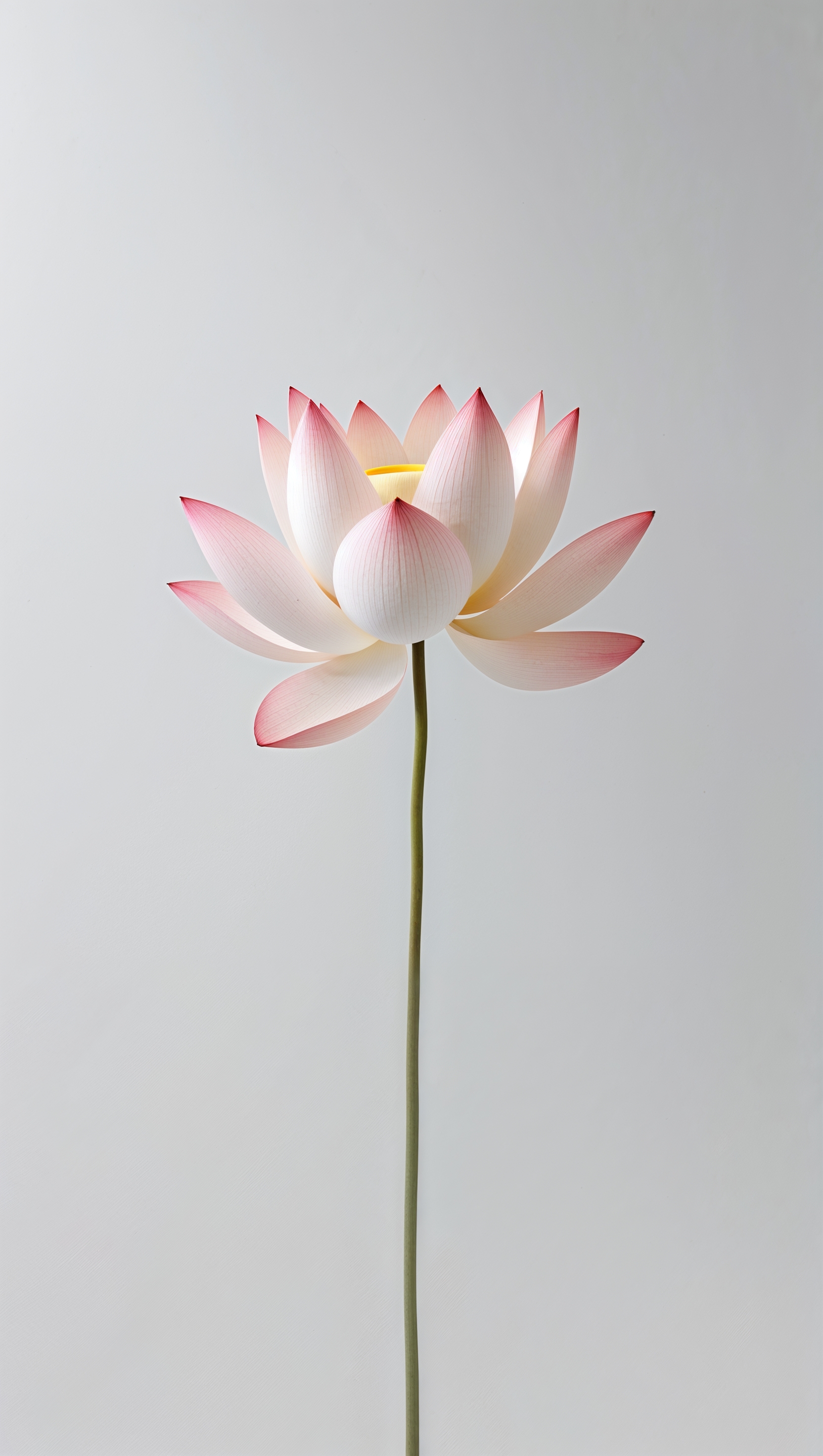 Modern floral minimalism with a single light-pink lotus centered and white empty space around