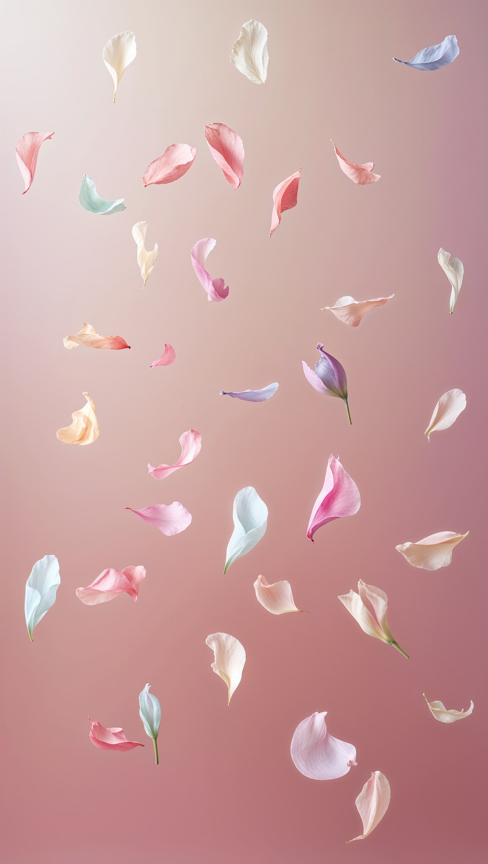 Floral lightness concept with floating petals in mid-air and subtle pink gradient below