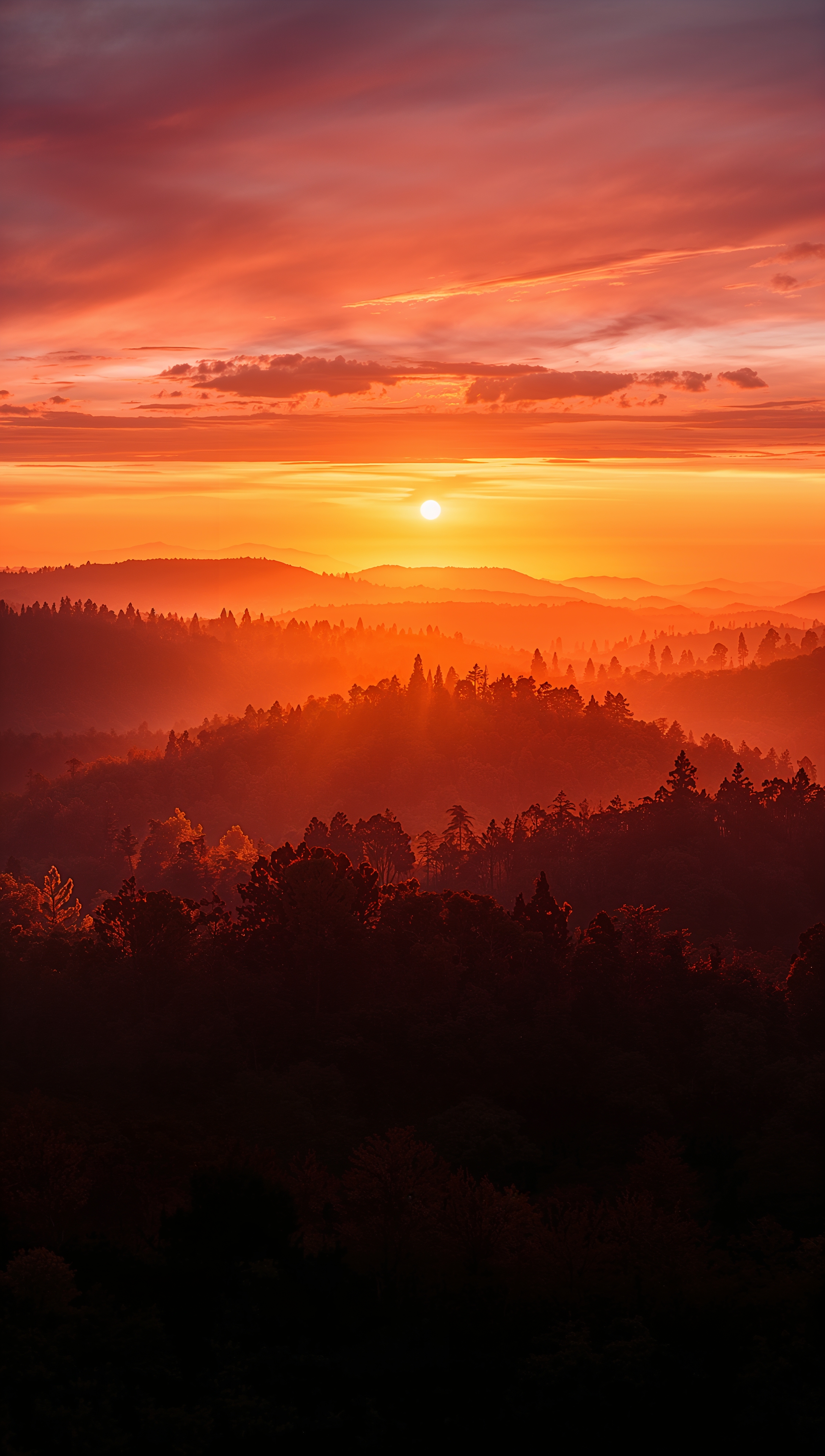 Sunset iPhone wallpaper – forest horizon at sunset