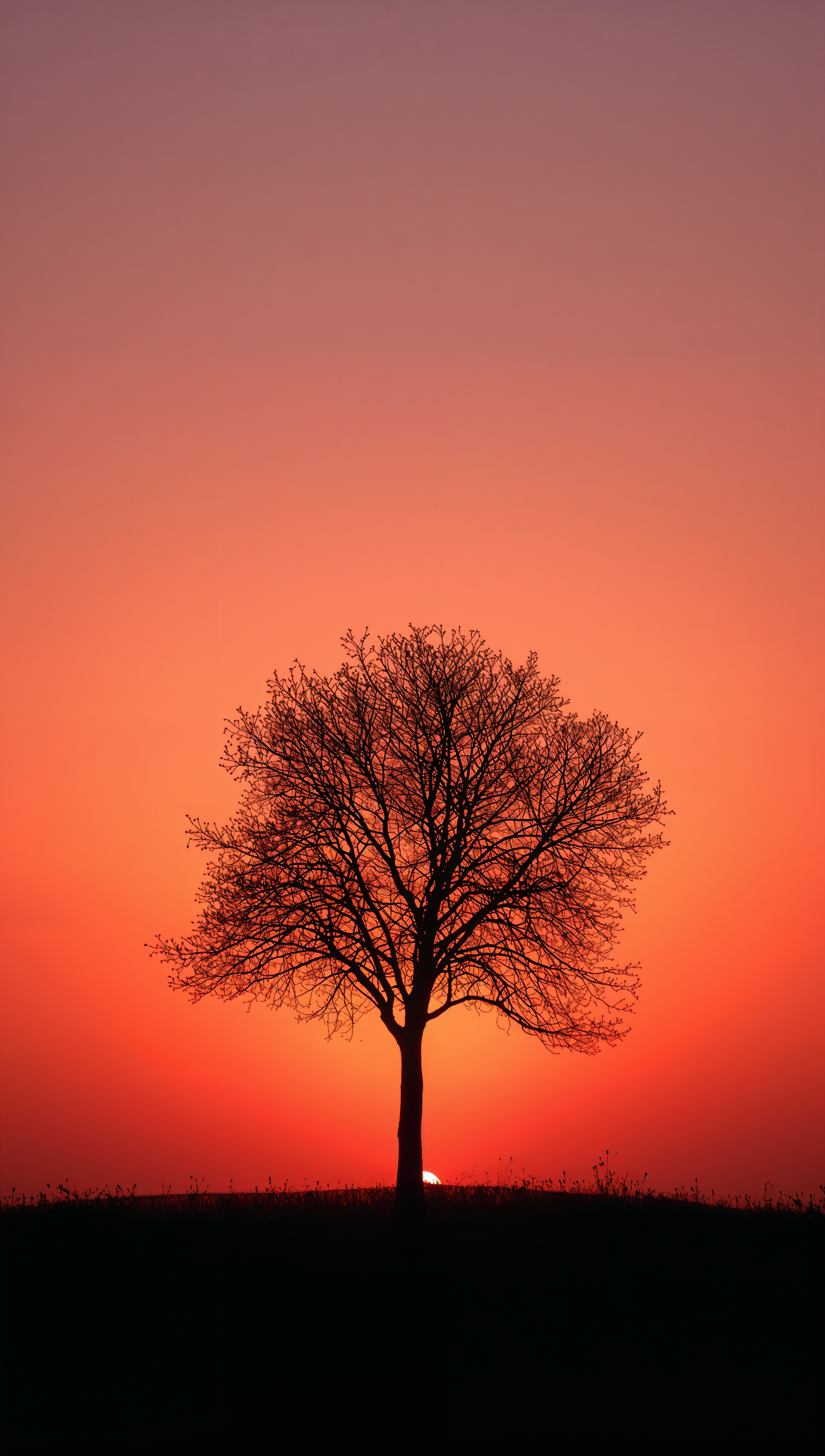 Sunset iPhone wallpaper – lone tree silhouette at sunset