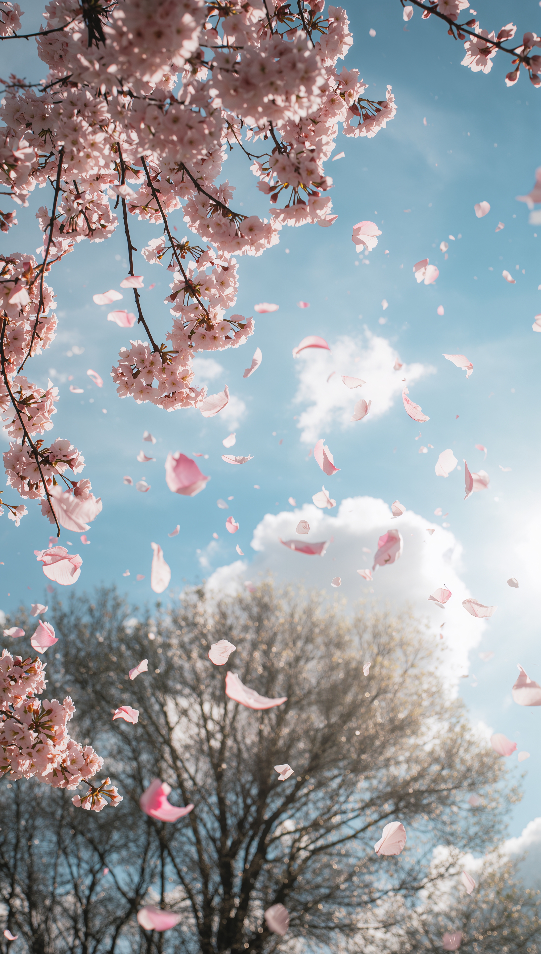 May iPhone wallpaper – falling cherry blossom petals