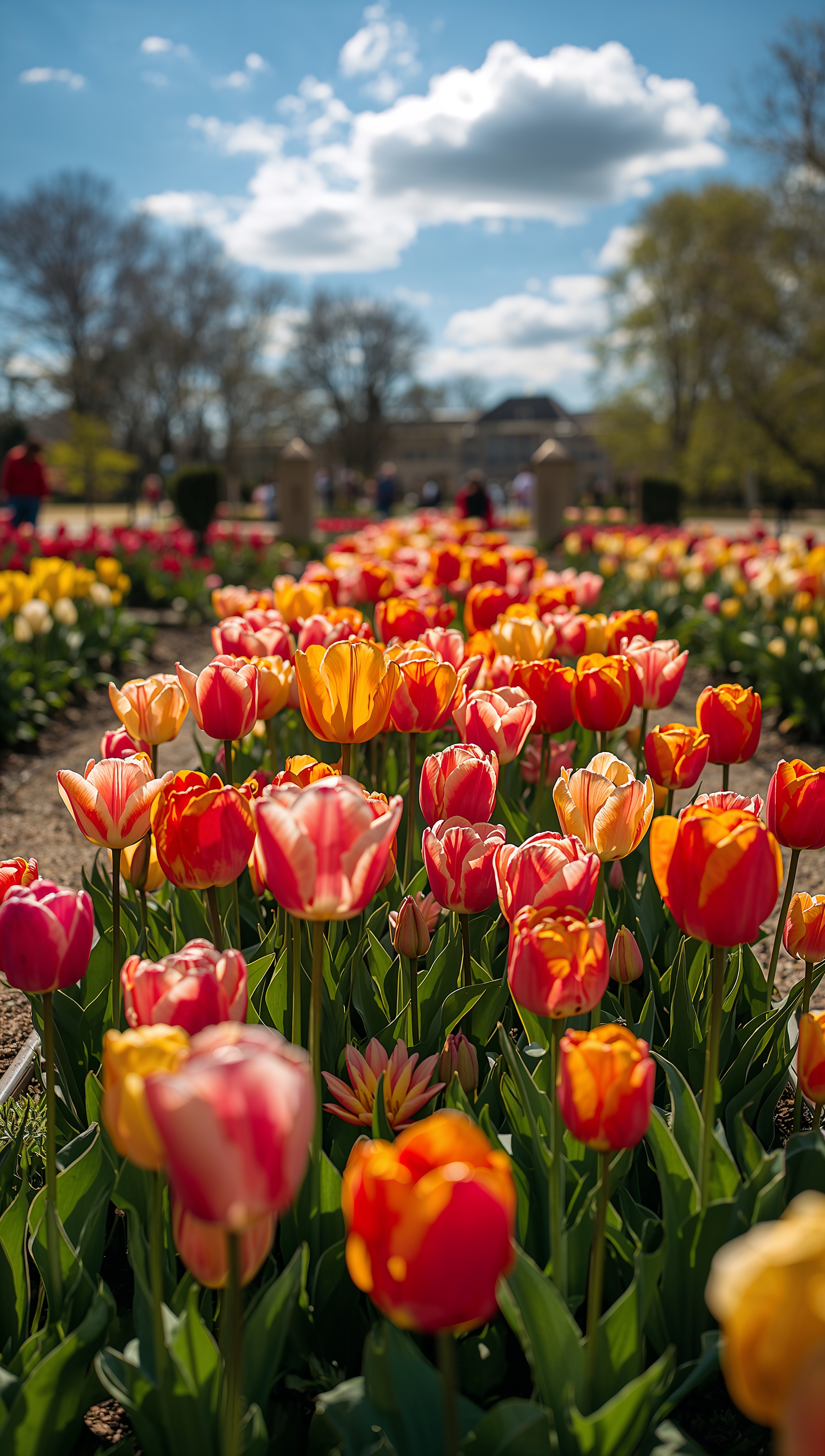 May iPhone wallpaper – tulip garden in spring sunshine