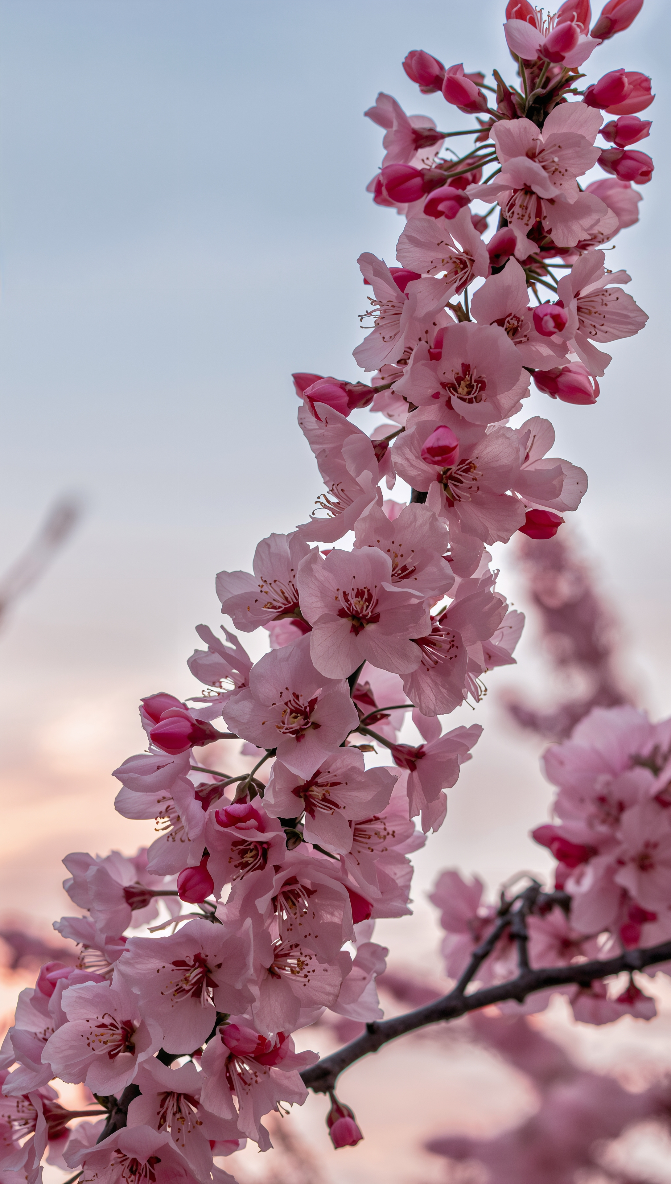 May iPhone wallpaper – cherry blossoms in spring sky