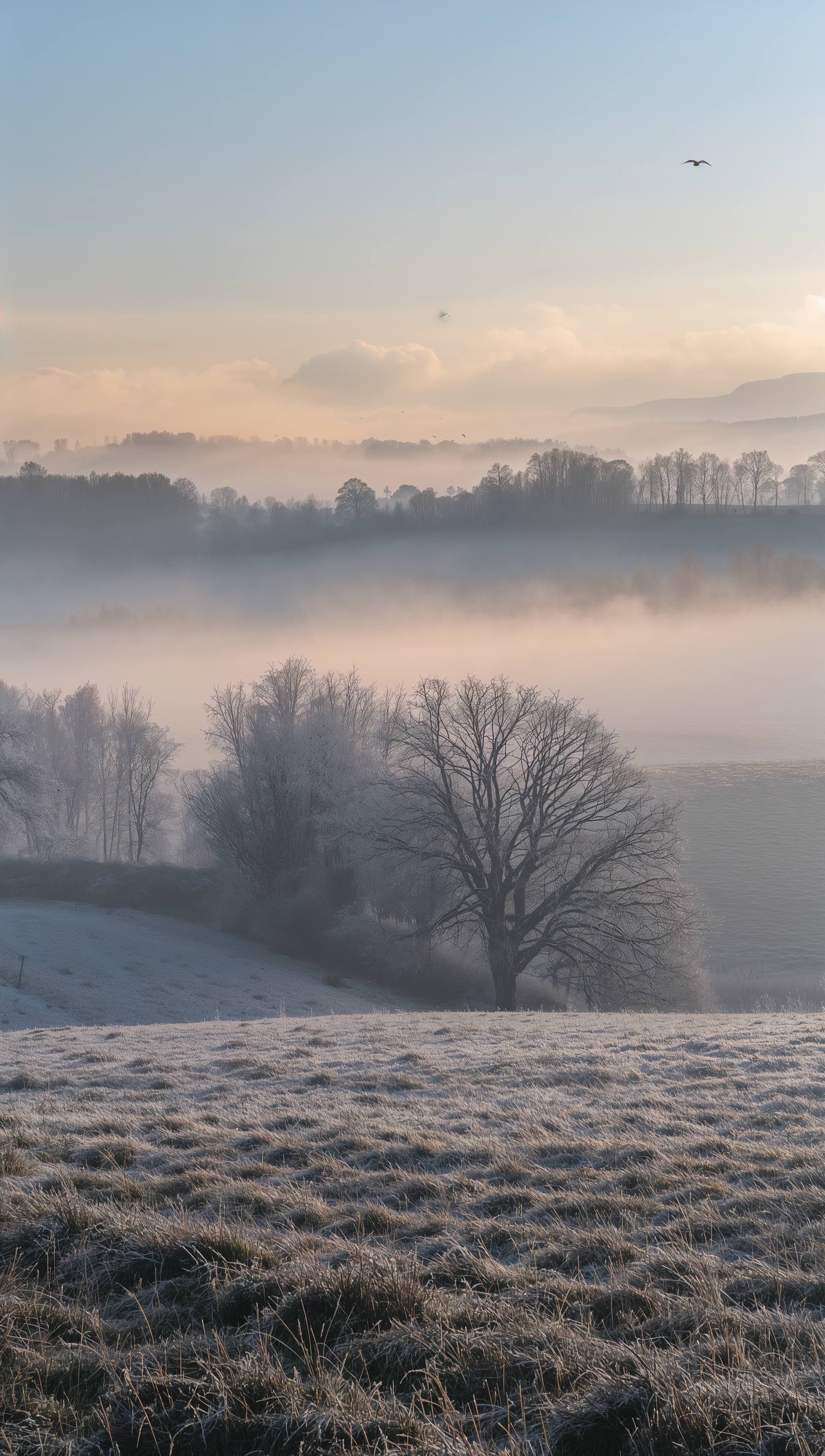 Frosty morning countryside – December wallpaper