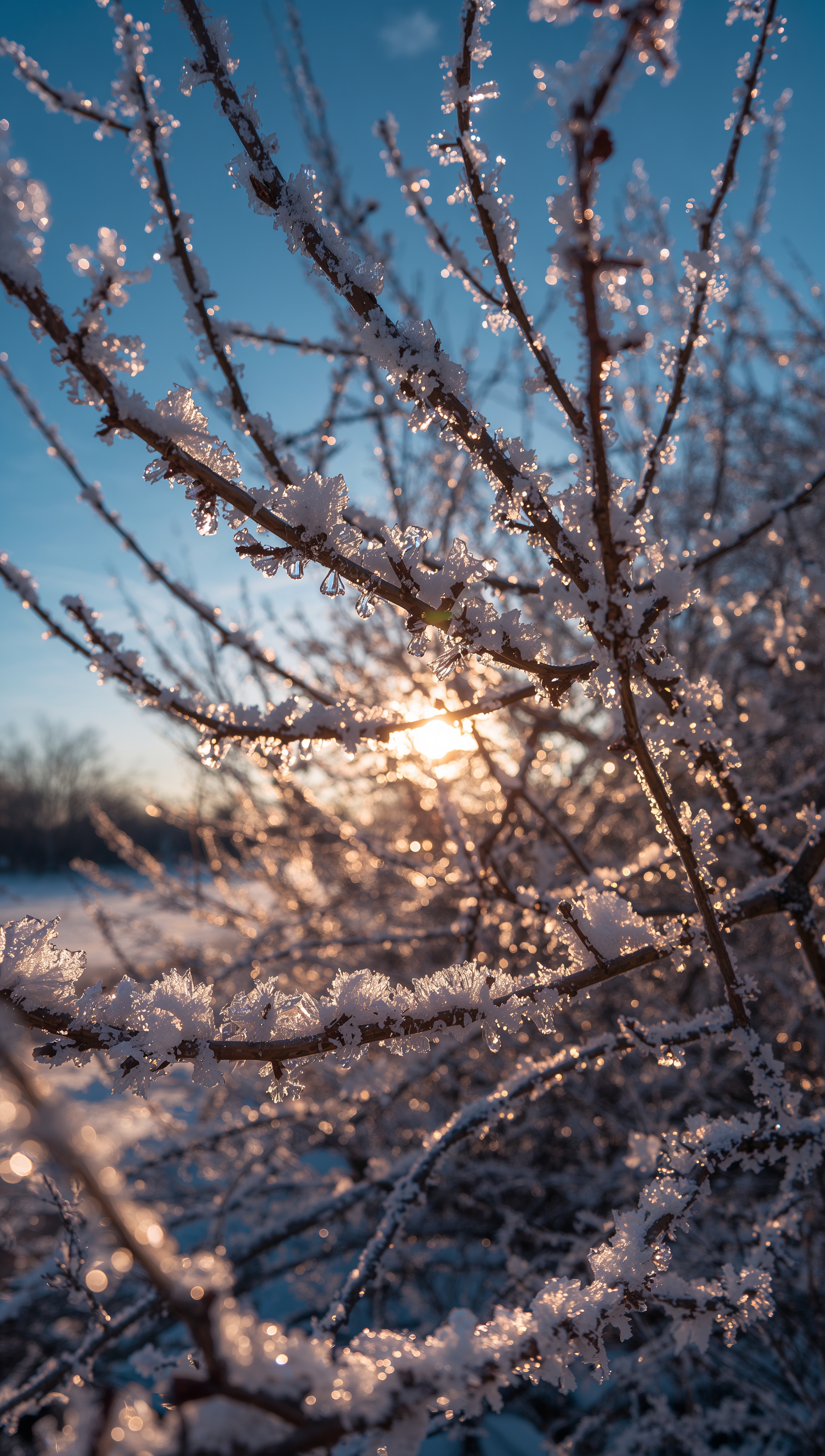 Frost on tree branches – December wallpaper