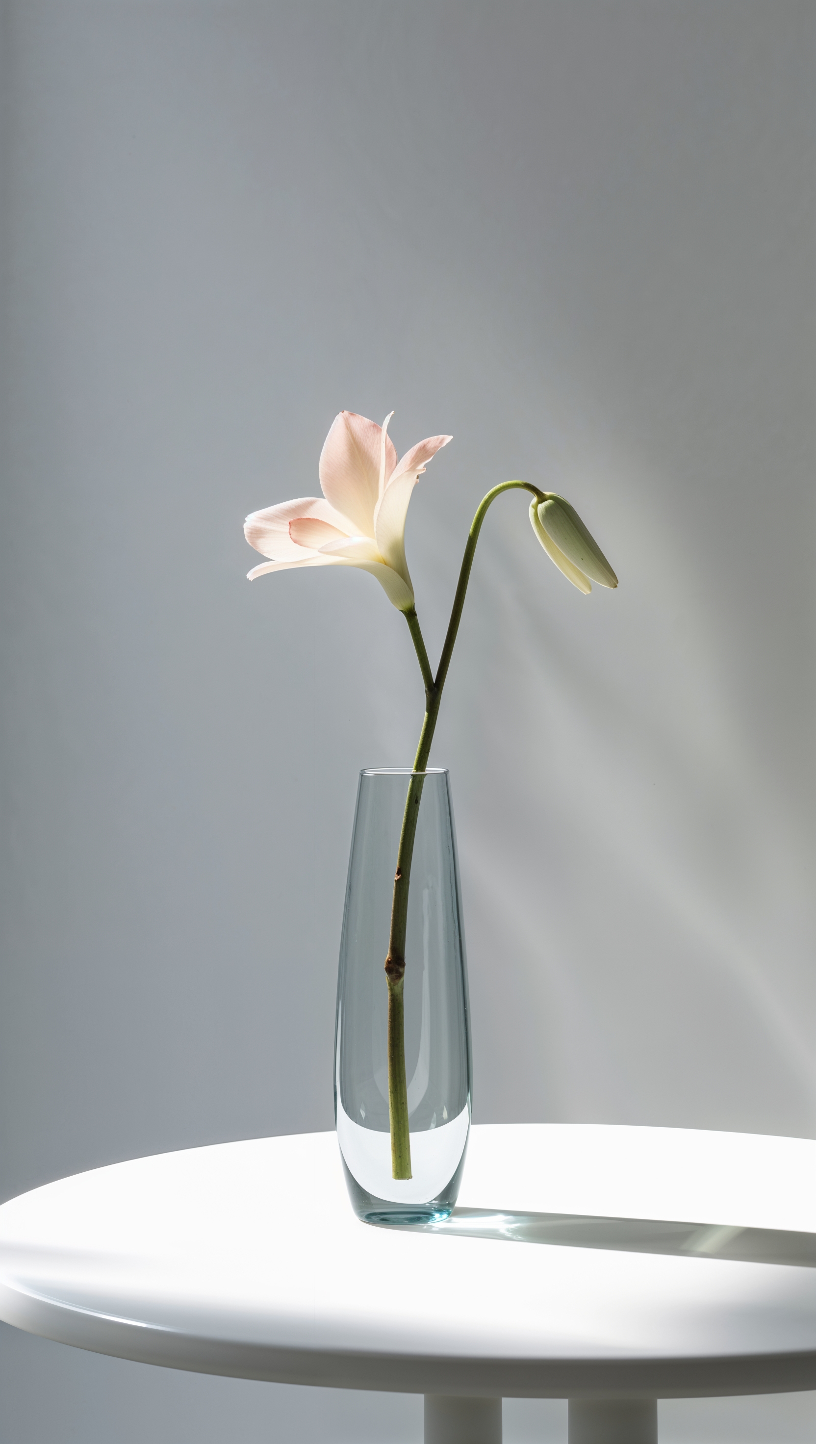 Single stem flower in vase on white table with light shadows