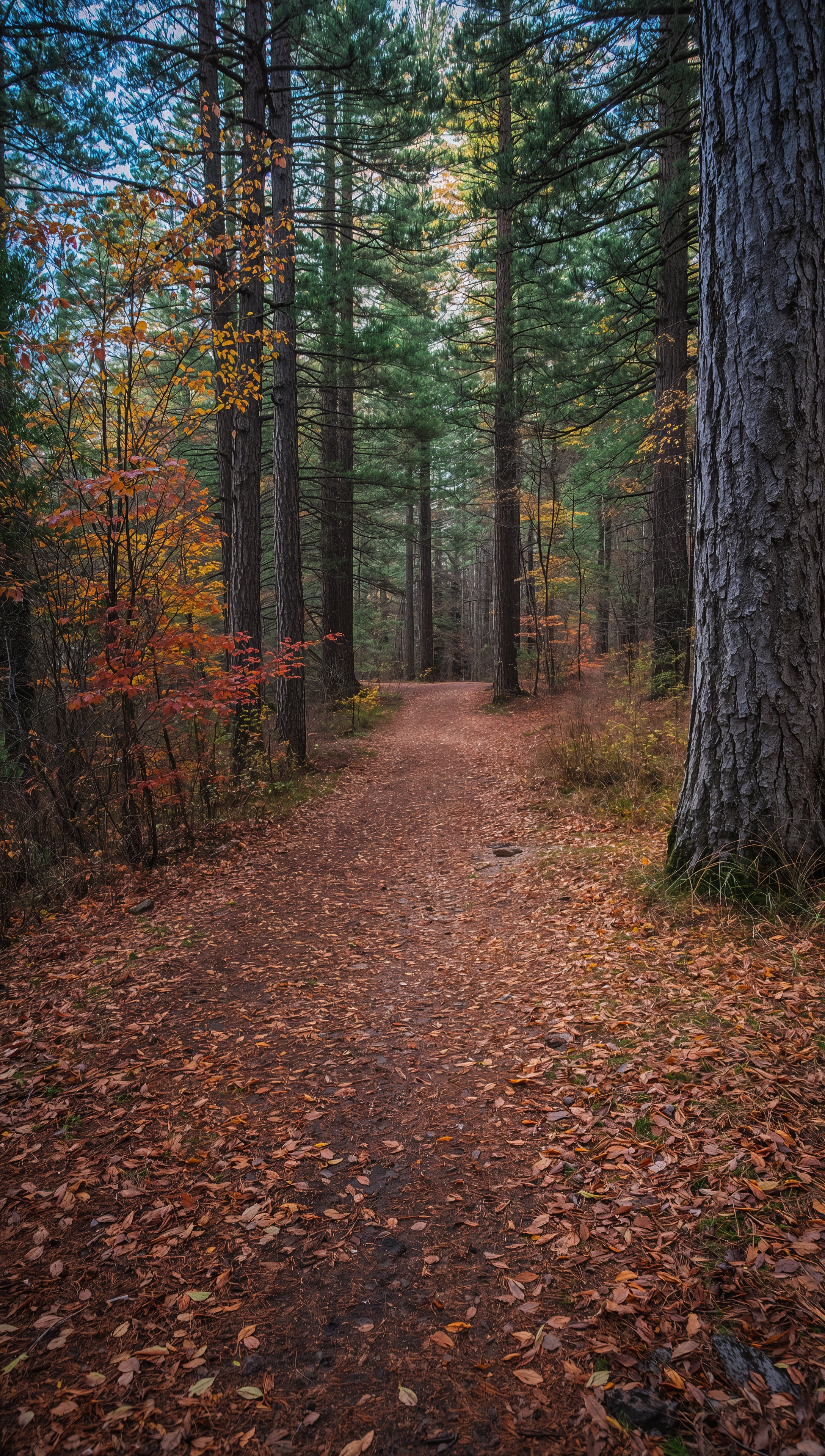 November wallpaper – pine needle path in autumn