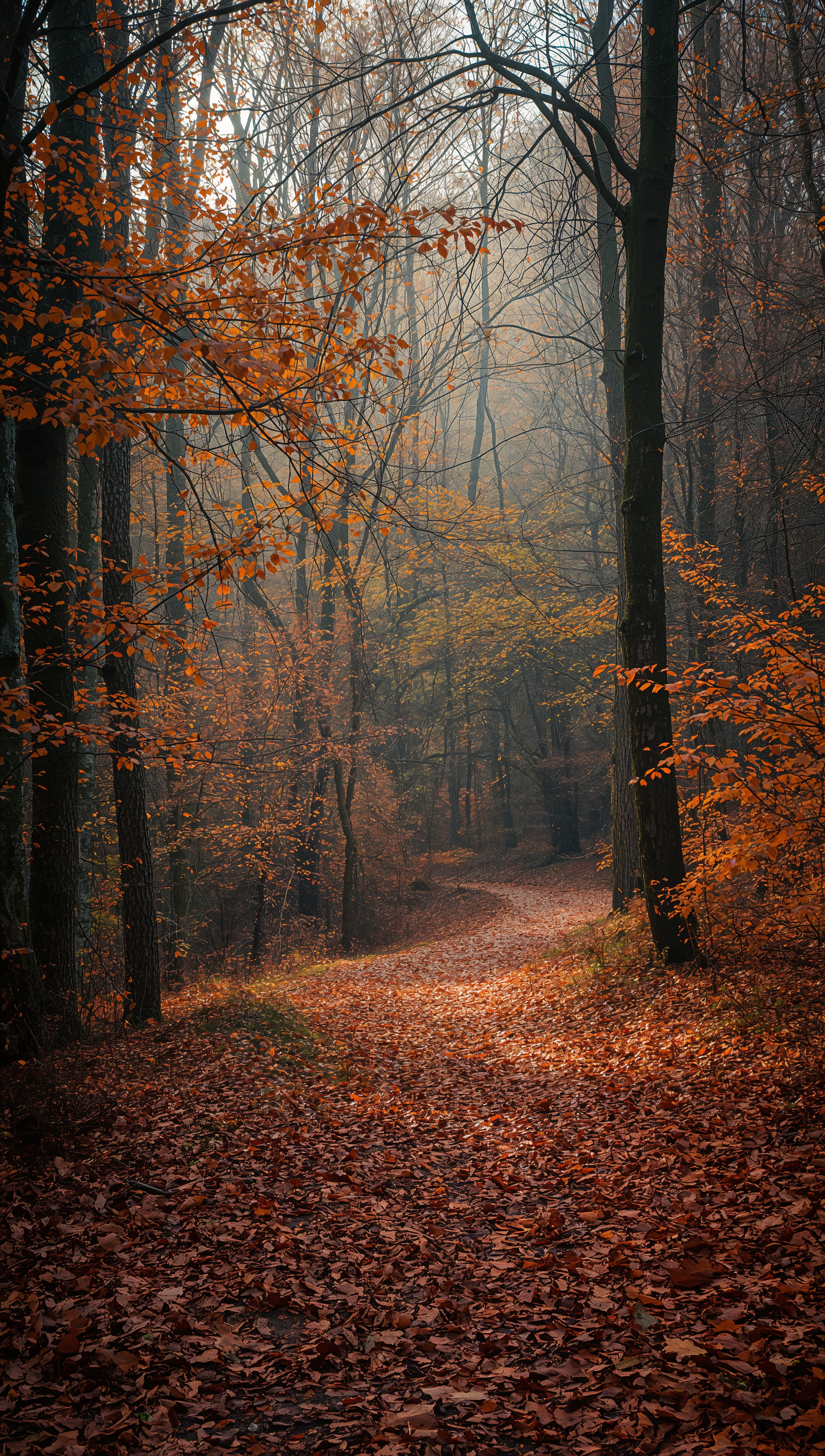 November wallpaper – last golden leaves in forest