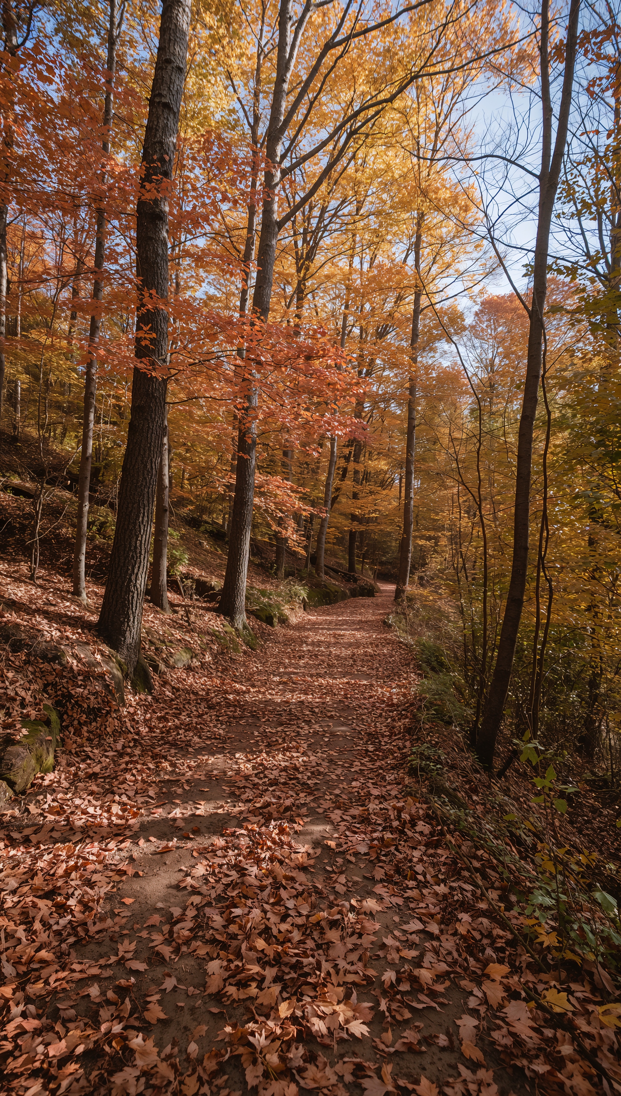 November wallpaper – quiet forest trail in November