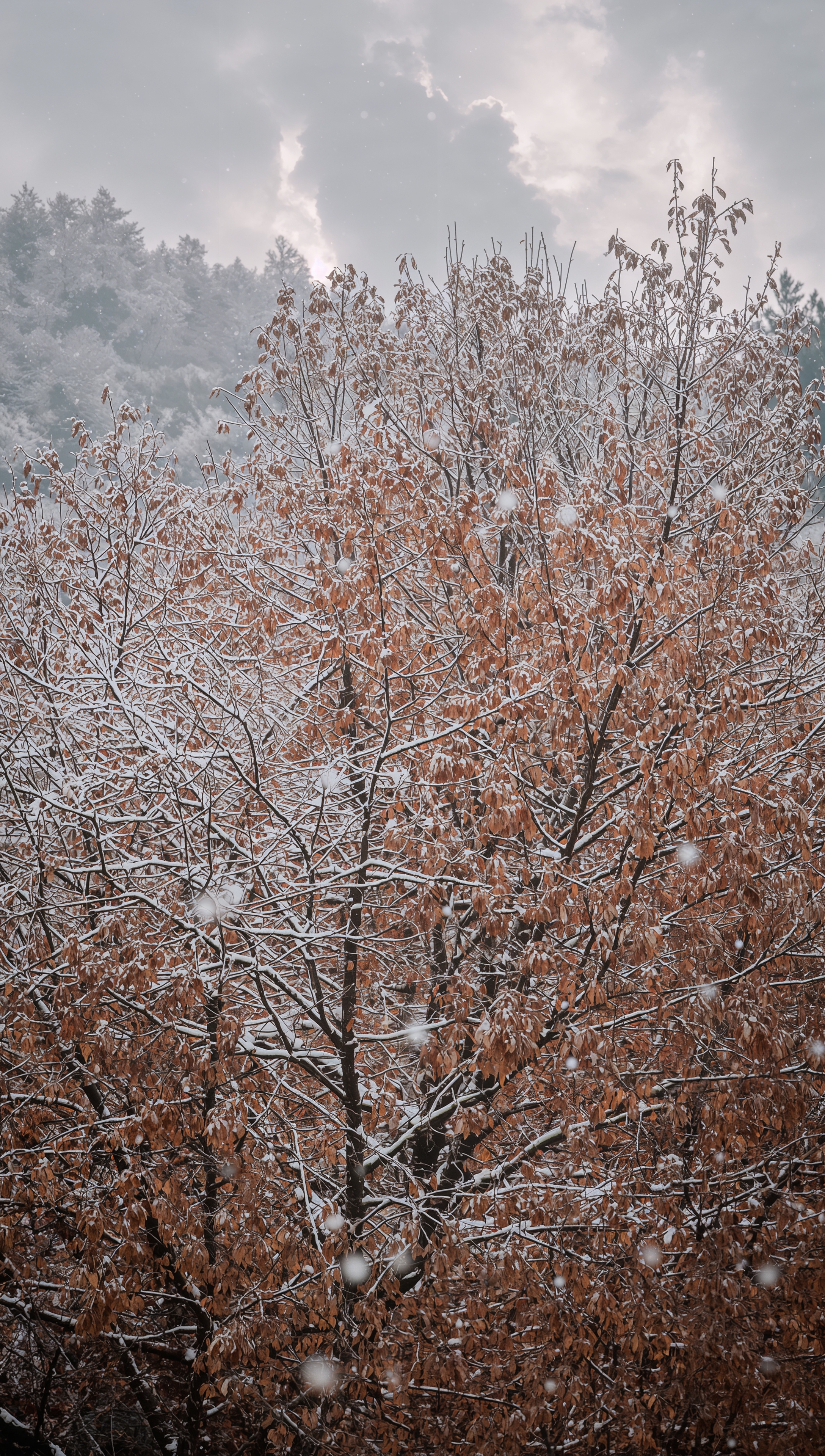 November wallpaper – first snow on autumn trees