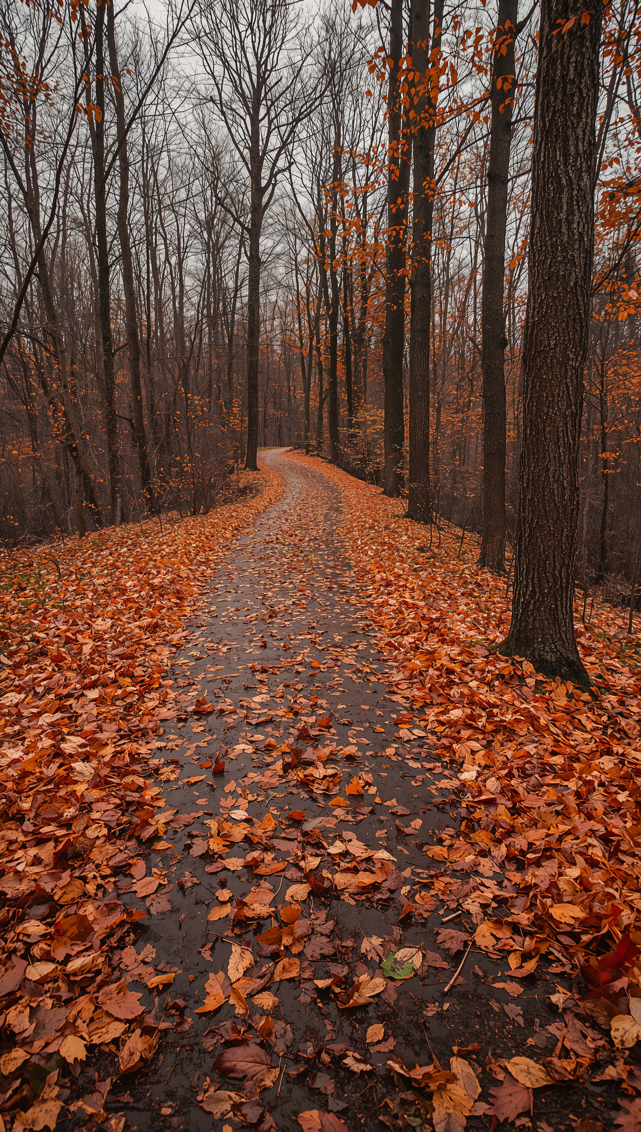 November wallpaper – wet leaf path in November