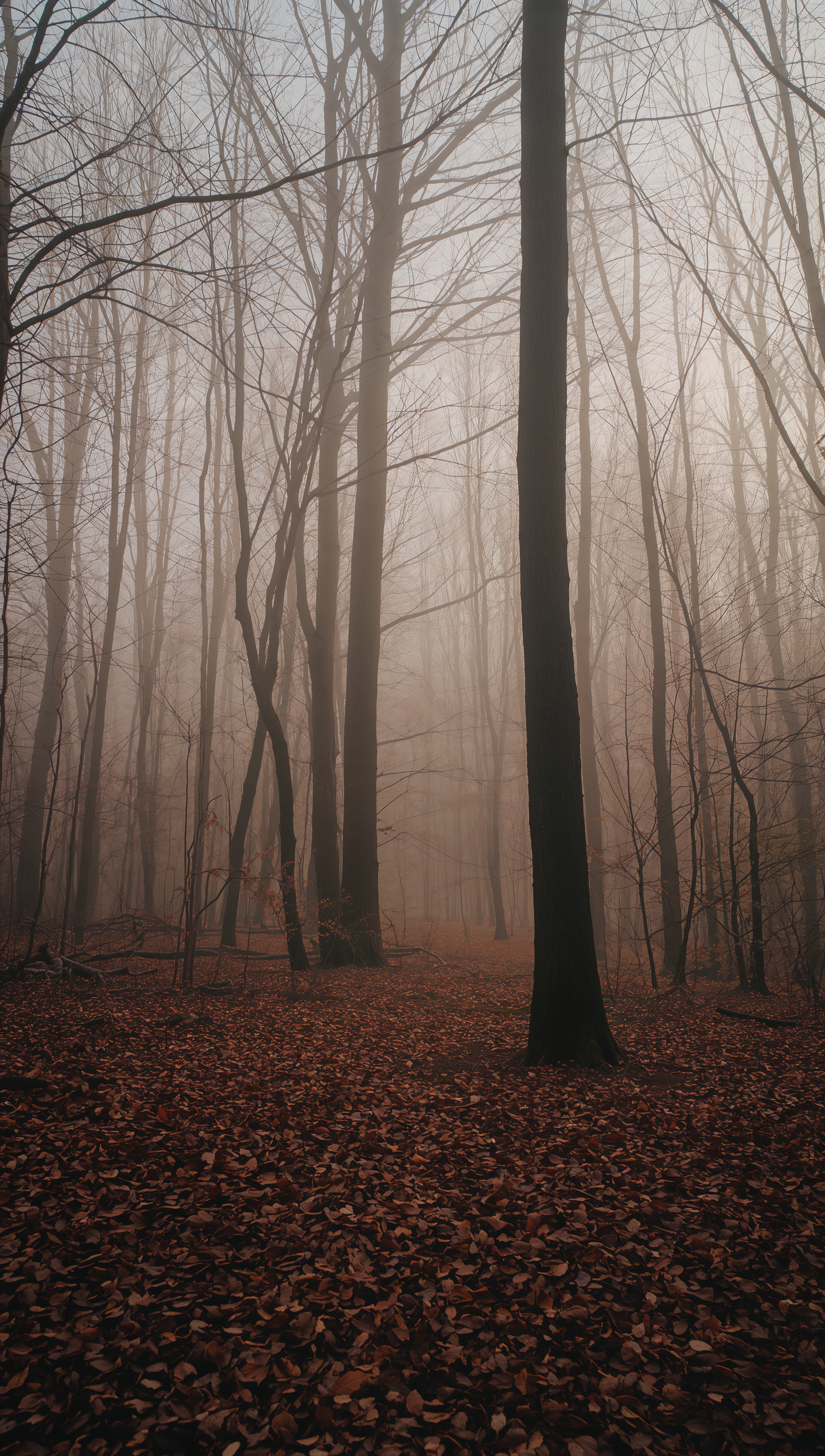 November wallpaper – misty forest with fallen leaves