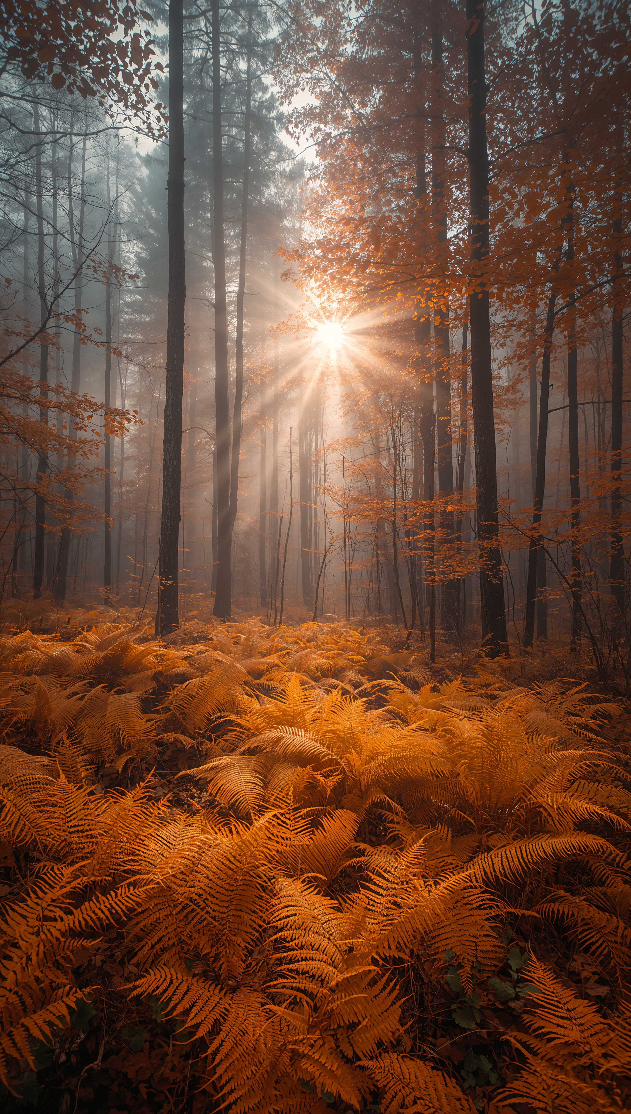 October iPhone wallpaper – golden ferns in autumn forest