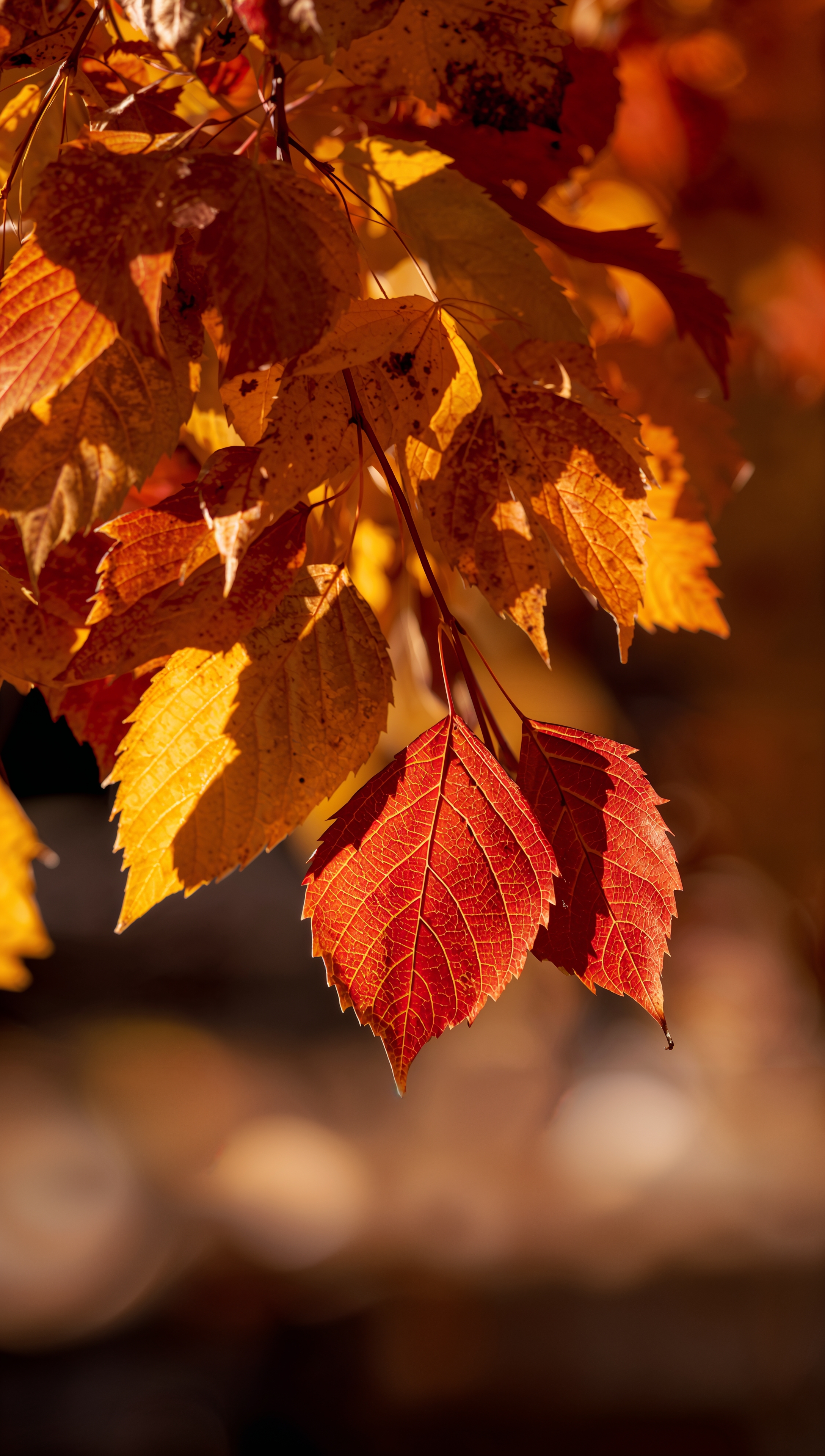 October iPhone wallpaper – close-up of autumn leaves