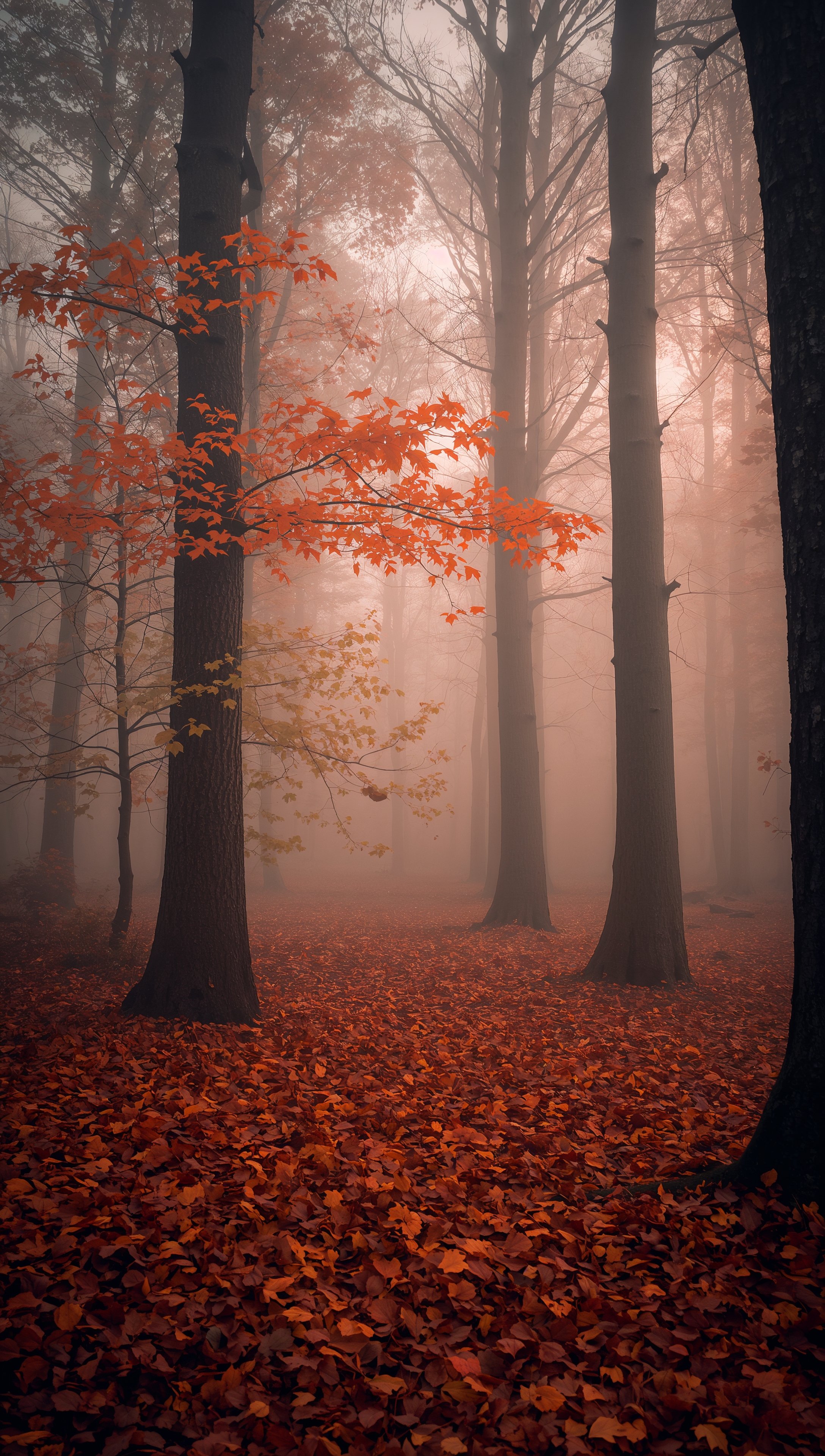 October iPhone wallpaper – misty autumn forest morning