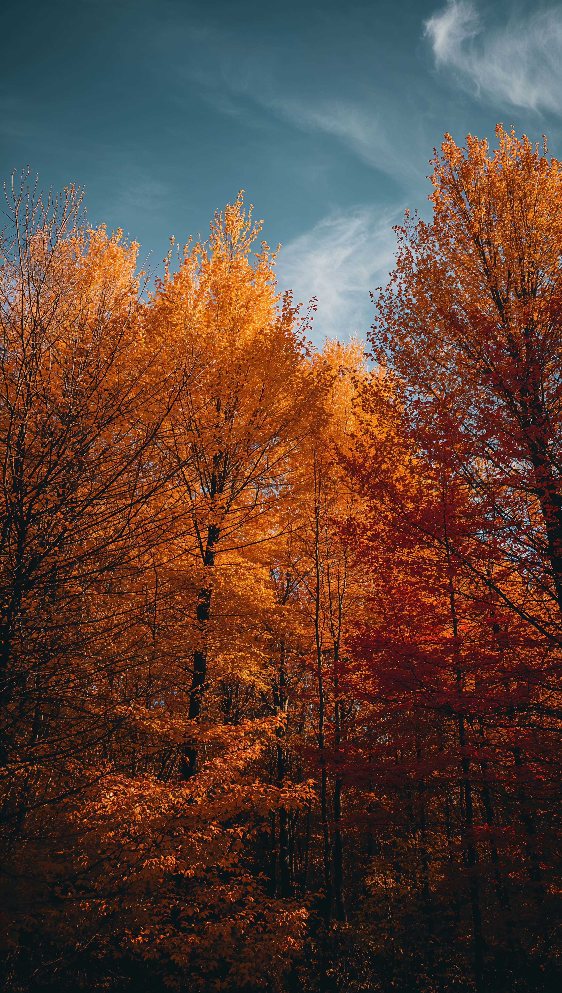 October iPhone wallpaper – golden forest with autumn leaves