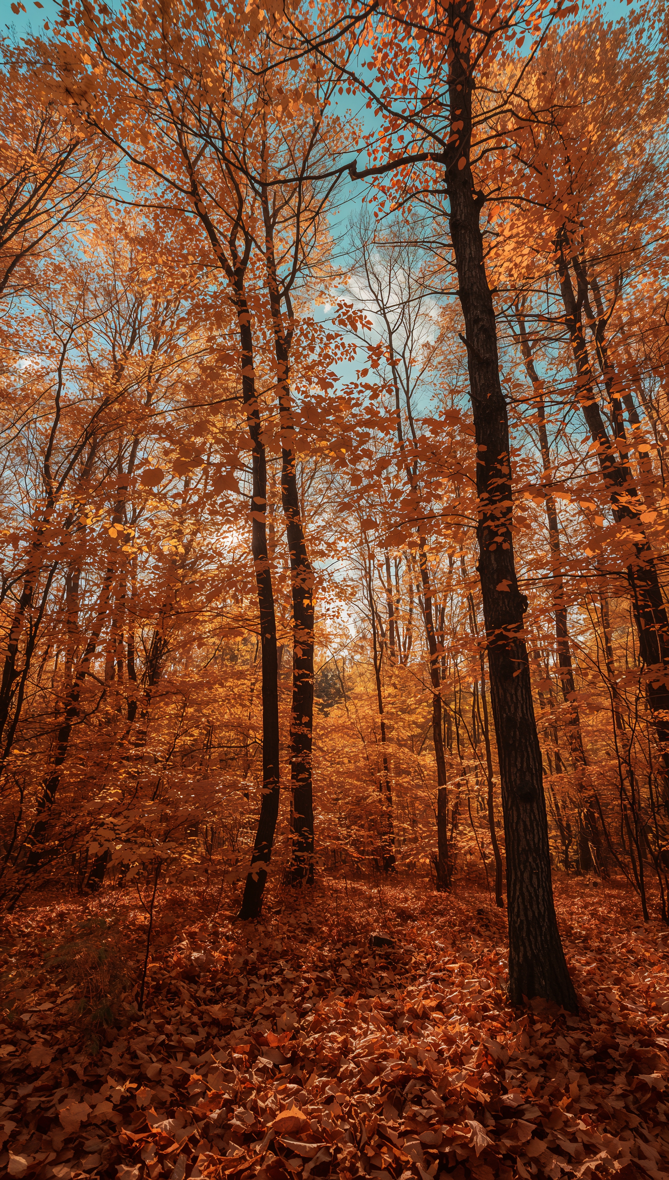 October iPhone wallpaper – sunlight in autumn forest