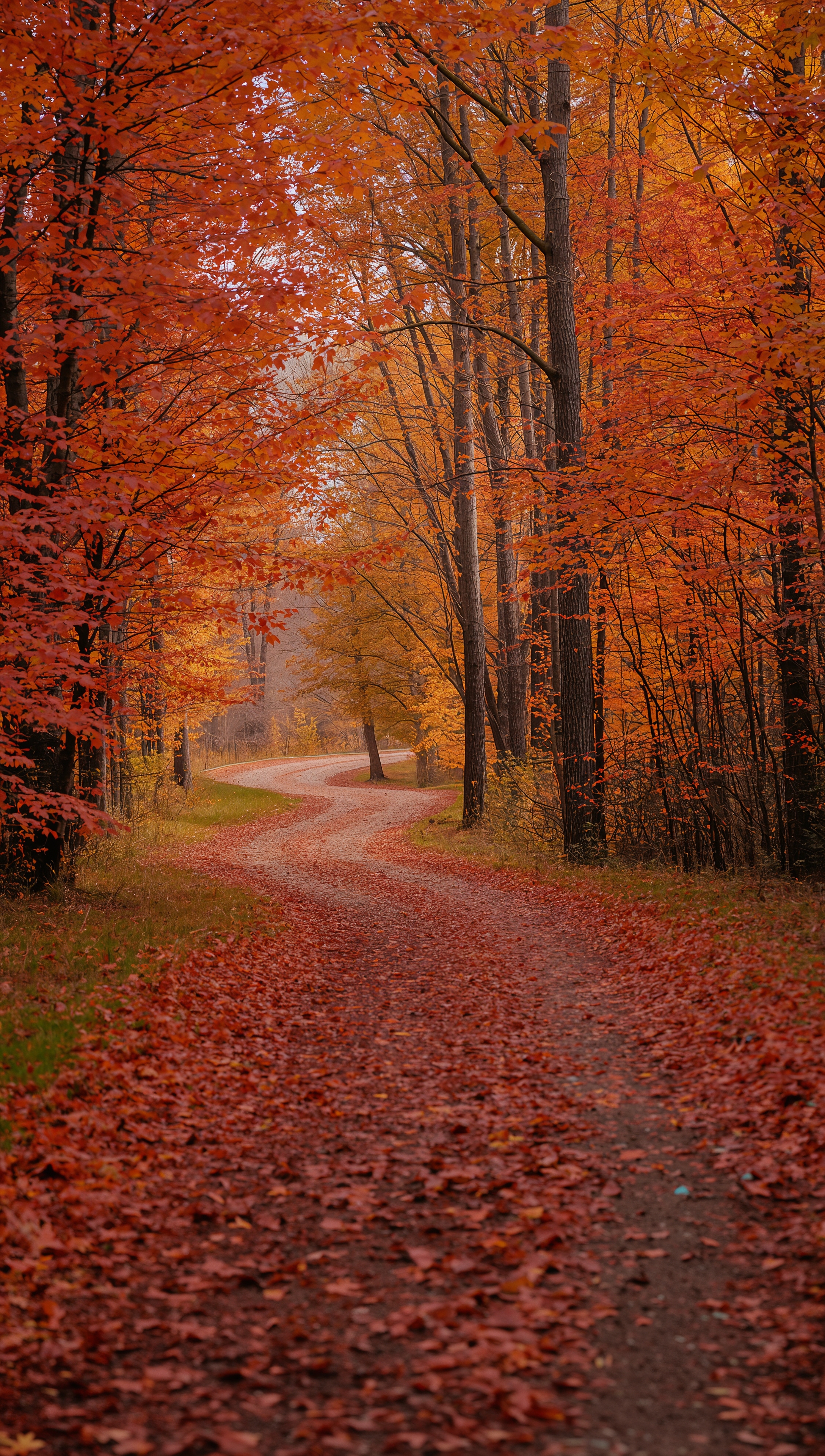 October iPhone wallpaper – path with maple leaves