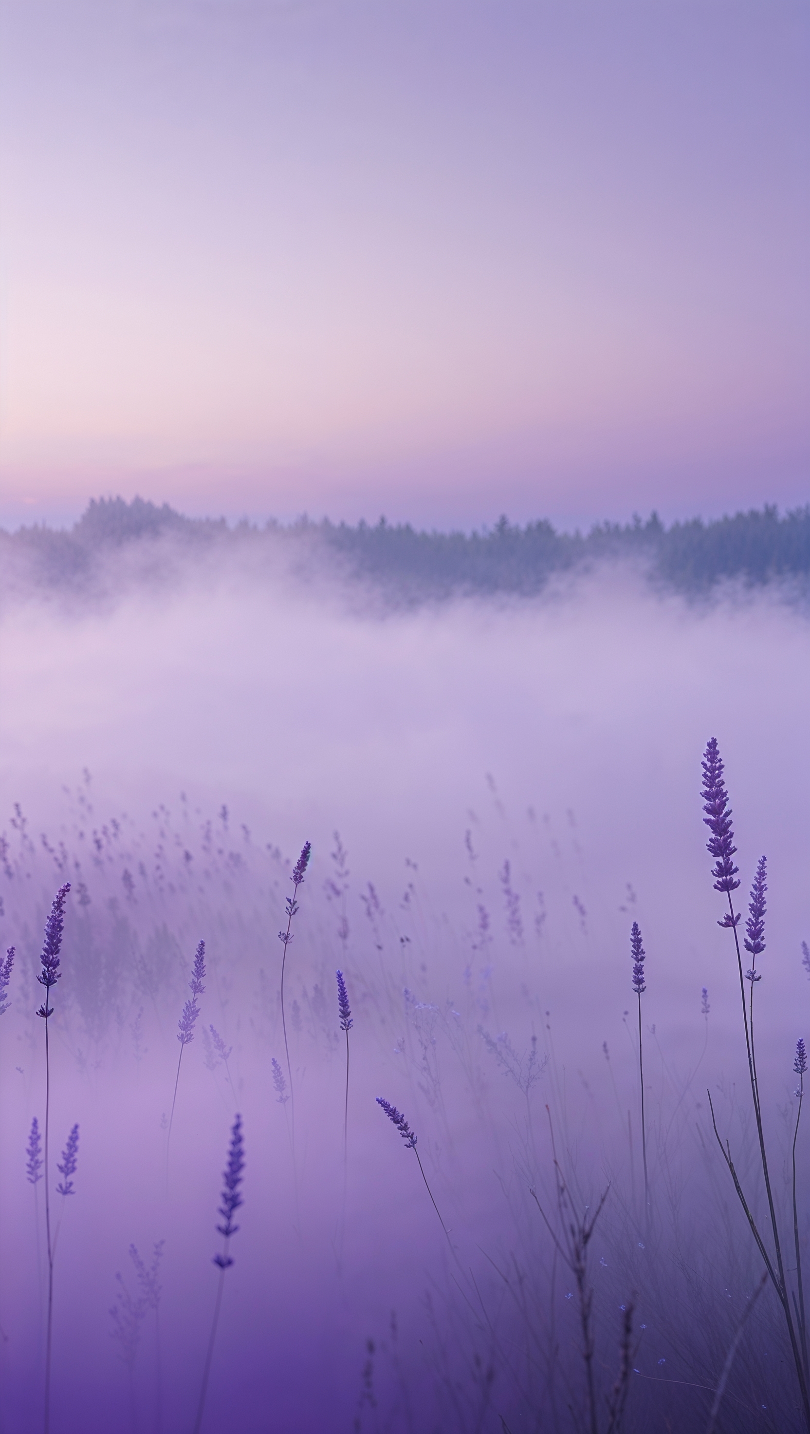 iPhone wallpaper with lavender and morning mist