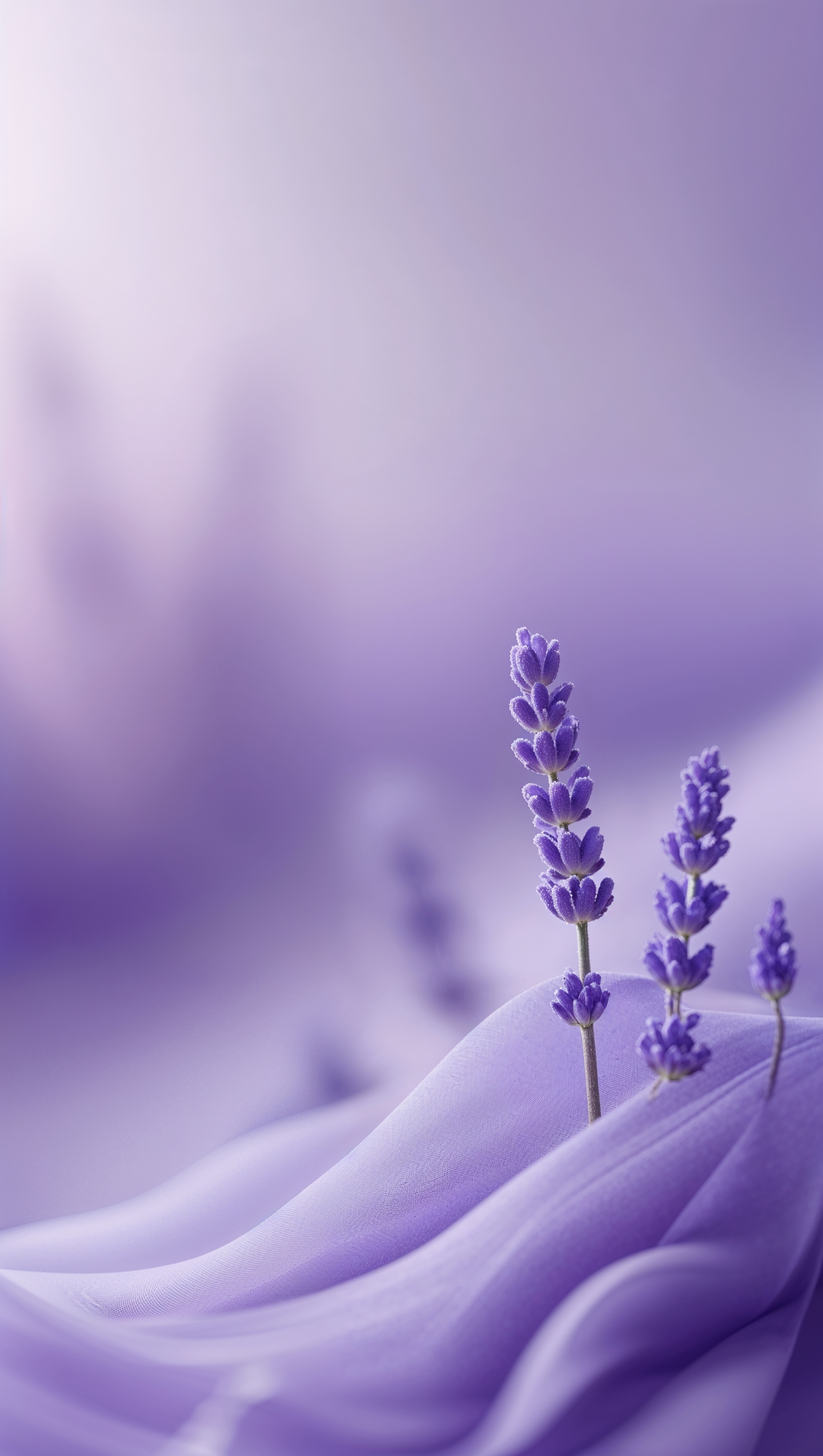 lavender wallpaper with soft blurred background for iPhone