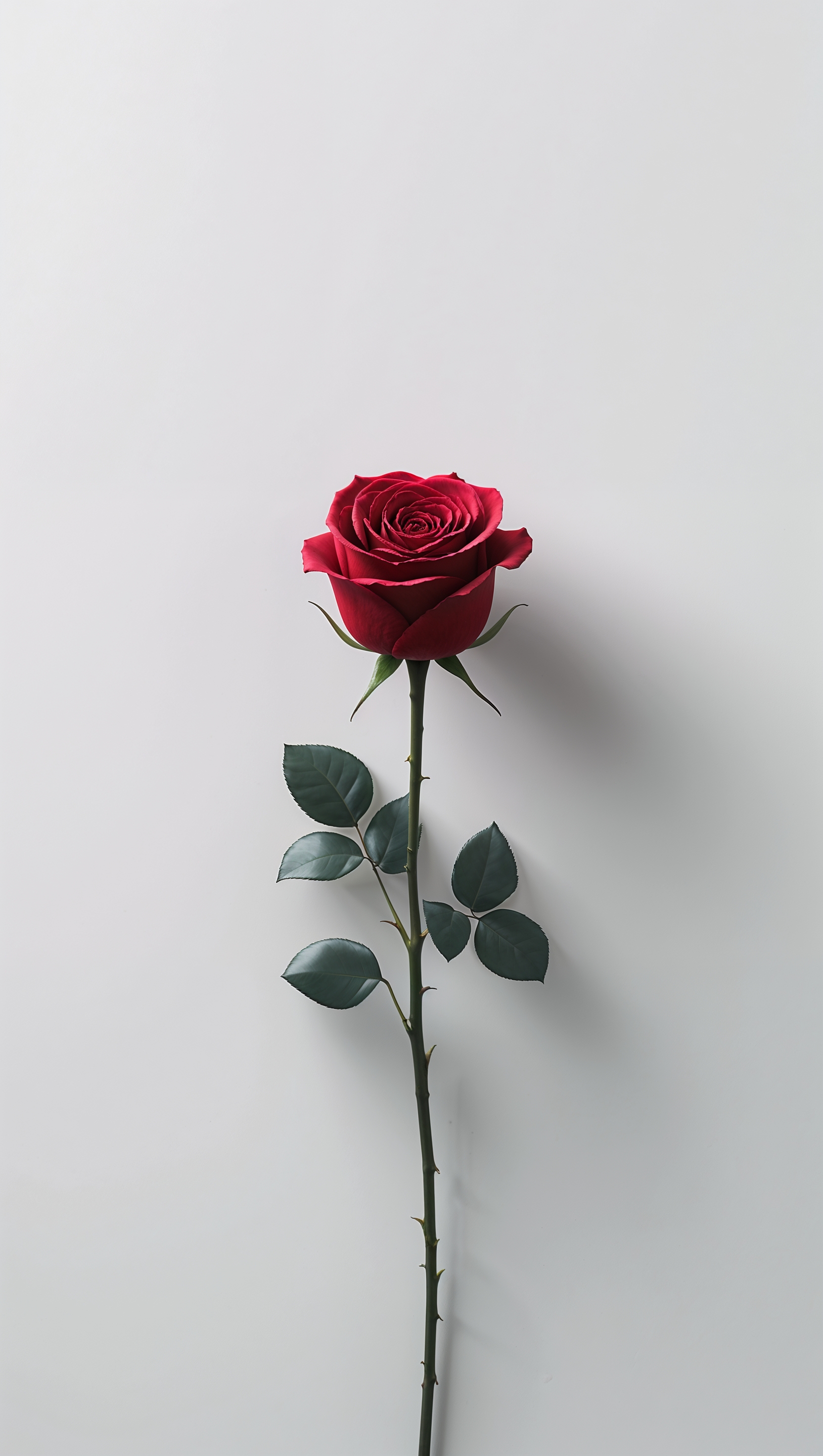 iPhone wallpaper with a red rose in minimalistic style